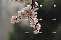 杏花 花朵 分行 李子 梅花 盛开 花壁纸 花卉背景 开花 树