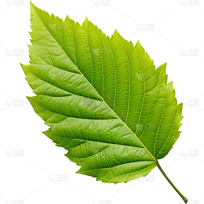 通用绿色树叶植物叶子元素贴纸
