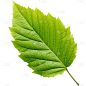通用绿色树叶植物叶子元素贴纸