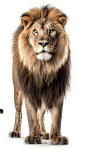 黄色高清写实狮子真实动物立体模型图片