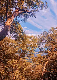 时尚旅游壁纸。斯洛文尼亚。森林和山脉。自然美学