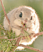 日本北海道抓拍到的野生飞天鼠。萌萌的，简直敲可爱啊！ ​​​​
