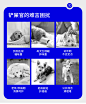 HONEYCARE好命天生宠物狗狗生理裤公狗泰迪尿不湿消臭纸尿裤月经裤母犬 公狗纸尿裤10片S号【图片 价格 品牌 报价】-京东