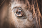 Eye, Horse, Pony, Horse Eye, Brown, Animal, Mammal
