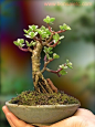 An Indoor Muscular Bonsai Tree for Him by Bonsai4Life on Etsy, $54.00