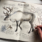 Introducing my latest journal entry, "Rangifer tarandus" aka the Reindeer! I still can't believe how close it is to Christmas, this will be available as a Christmas card this weekend, along with the Canadian Moose and more prints! Thanks to ever