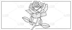 黑色和白色的矢量花卉插图与美丽的郁郁葱葱的玫瑰。书籍、装饰、壁纸、名片、文凭和演示文稿、明信片的着色