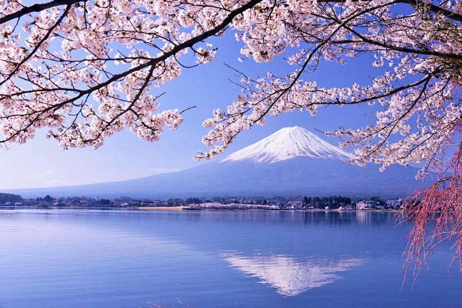 樱 富士山 日本