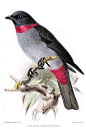 雀形目·伞鸟科·皮哈伞鸟属：红领伞鸟