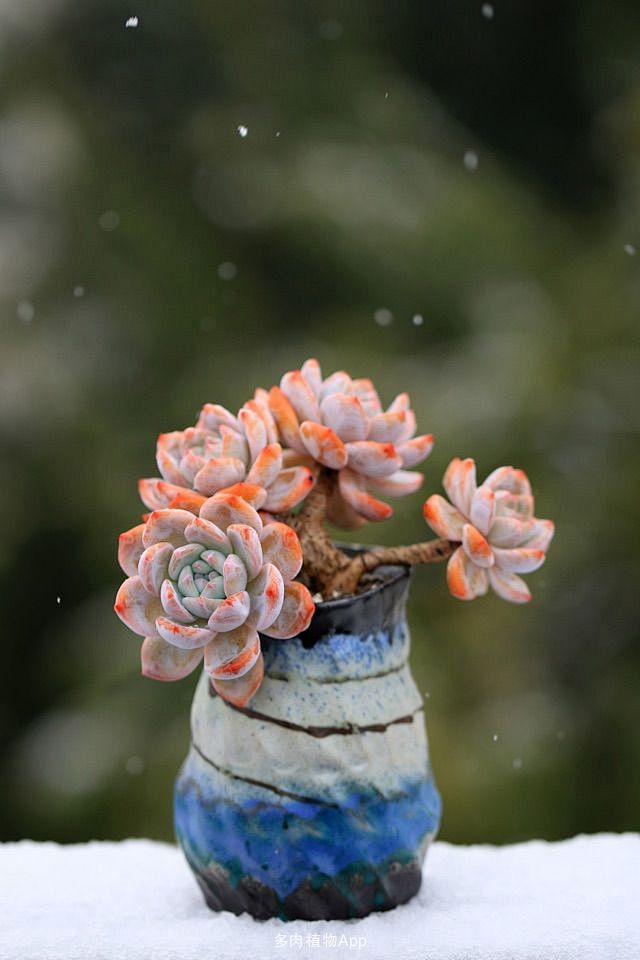 若肉肉安好，雨天雪天又何妨？