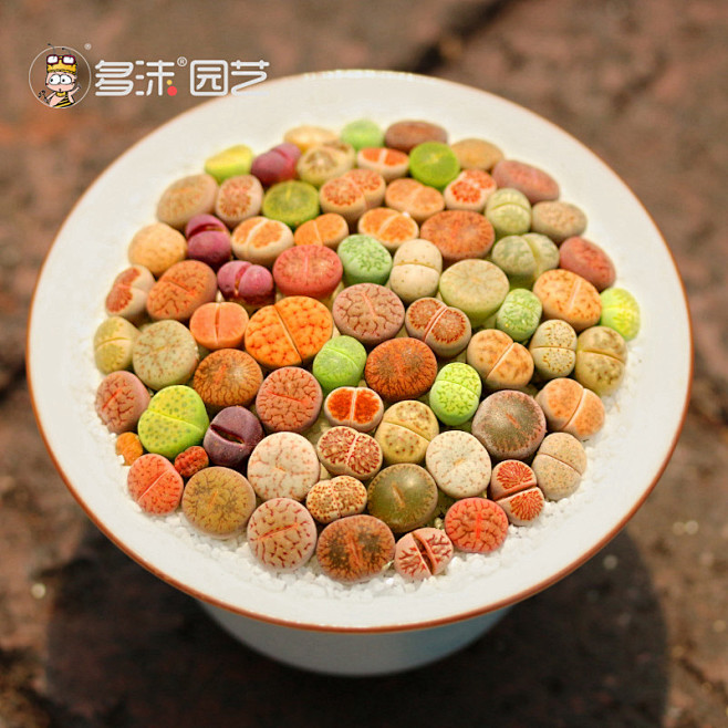 生石花多肉植物包邮特价新手套餐南非混一红...