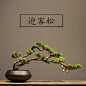 新中式陶瓷迎客松花盆盆景摆件 枯山水微景观绿植盆栽家居装饰品
