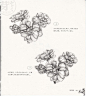 87种花卉线稿草图 花朵线稿 花草铅笔素描教程 XD019