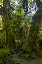 Ancient Forest (334)