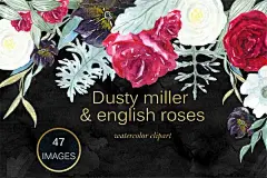 英国玫瑰水彩插画婚礼请柬贺卡标志博客设计素材下载 Dusty miller english roses clipart