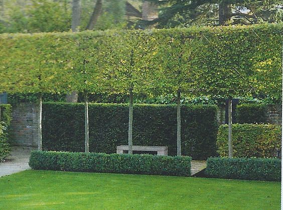 Pleached Hornbeam he...