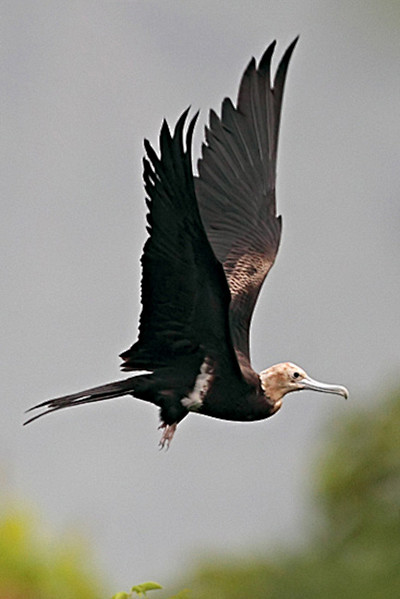 鲣鸟目军舰鸟科军舰鸟属白斑军舰鸟