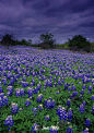 德克萨斯一个暴风雨的天空下，矢车菊，圣萨巴县
Bluebonnets under a stormy Texas sky, San Saba County  