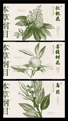 本草纲目中药展板  - 源文件下载【酷图网】海报,广告展板,本草纲目,枇杷花,菩提树花,乌药,中药,