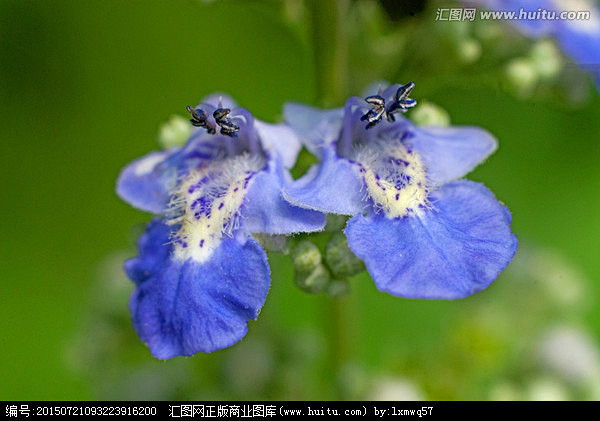 荆条花