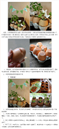 鸡蛋壳diy绿色的小花园 蛋壳小盆栽的制作方法