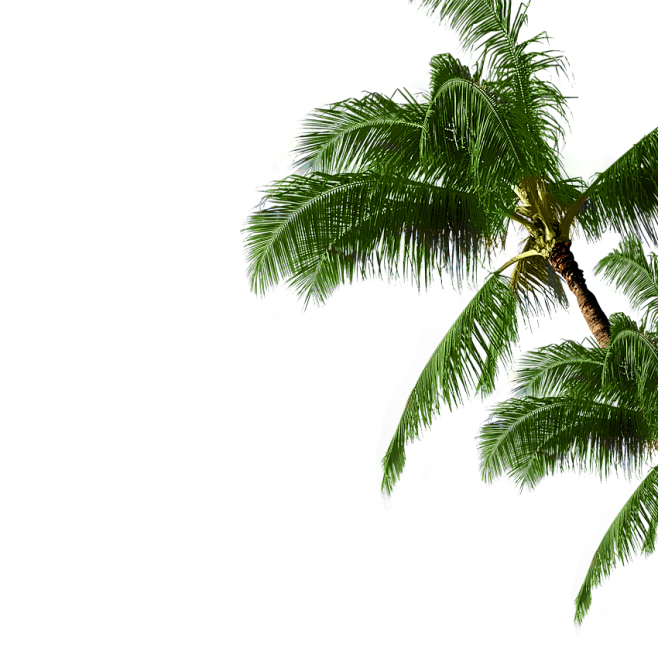 椰子树-2