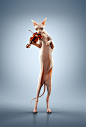 Just A Cat Playing The Violin - Processing by Alexey Sovertkov. ☀