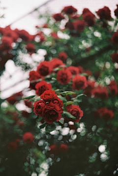 Alisaasila采集到花