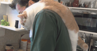 猫主子趴在铲屎官肩膀上监督他洗碗，小爪子...