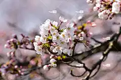 自然 花卉背景 花壁纸 景观 植物 鲜花 樱桃树 自然 日本