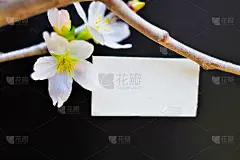标题空间的模型，黑色背景上的樱花枝