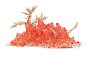 10种裸鳃类的海蛞蝓——腹足纲裸鳃类的软体动物往往非常鲜艳，很可能是整个动物界最鲜艳的类群，这些丰富的色彩大都来自食物链富集的各种藻类色素，尤其是类胡萝卜素，也有一部分来自细胞内晶体层叠出现的光学色。
海蛞蝓缺乏其它腹足纲软体动物的石灰质外壳，这些鲜艳的颜色是重要的保护机制，它们有的生活在鲜艳的珊瑚丛中，用这些颜色伪装自己，也有的索性从食物中富集了毒素甚至刺细胞，用强烈的对比色警戒捕食者。
下面的图片前8张都来自国家地理，是老图了，最后一张来自维基共享资源，也是老图了。
1.叶海蛞蝓科，媚眼叶海蛞蝓（Ph