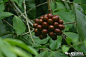 腺叶暗罗 Polyalthia simiarum
番荔枝科 暗罗属