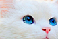 看不透的 你的眼。、cat、eyes、blue、wow