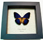 Cethosia Lamarcki | Real Butterfly Gifts Framed Butterflies and Insect Displays