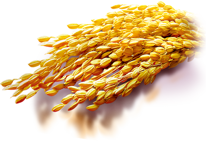 小麦高粱麦穗麦子