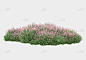 野灌木，花朵在灰色背景上被隔离。3d渲染-说明