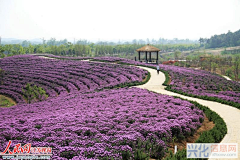 〓一叶知秋采集到花海