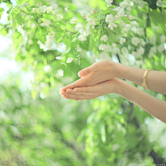 跌了年华゛采集到花花草草