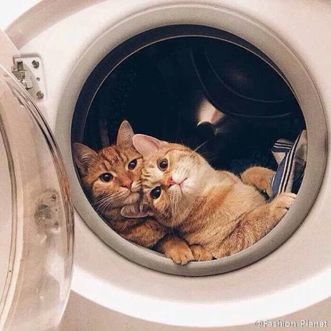 猫咪情人节 秀恩爱