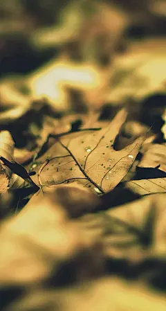 秋天的枫叶iPhone5S苹果手机壁纸