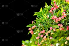 一簇孟加拉加仑子或基督的荆棘树