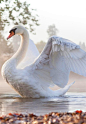 Beautiful swan.
