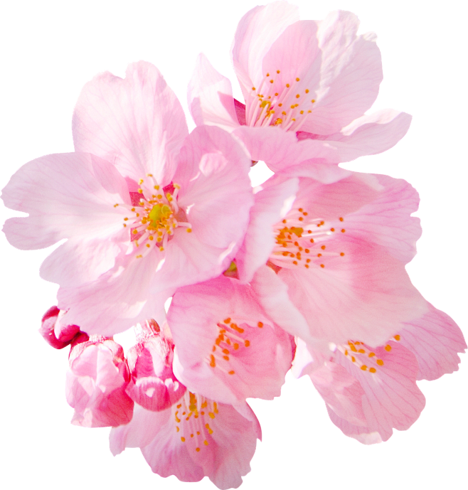 樱花
-----------------...