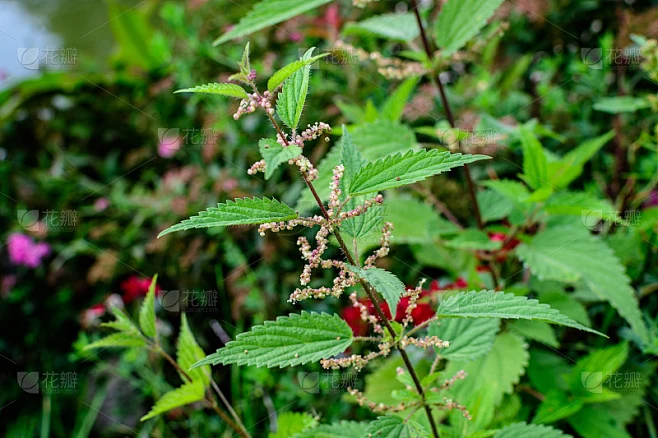 荨麻的绿叶和小花，俗称普通荨麻，刺荨麻或荨麻叶，新鲜的绿叶在森林中素材-花瓣网