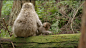 Newborn snow monkeys are full of energy and curiosity. (It&#;8217s a good thing mothers are patient!) Watch a clip from &#;8216Snow Monkeys,&#8217; airing on Nature on PBS Wednesday, April 23: http://youtu.be/A4WzpZzb_jA