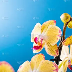 兰花花黄色绽放