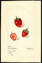 1886年艺术家笔下的水果资源绘本 来自月亮的野兽 - 微博