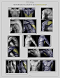 人体躯干肌肉骨骼结构与动态细节 Anatomy for Sculptors ​ （转） ​​​​