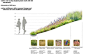 NIce  layout and section using photoshop to illustrate plants along the section line,  with images and info below. Silhouette people  are a nice addition for scale.